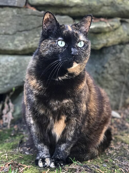 X-chromosome inactivation